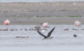 James's Flamingo - ML640935448