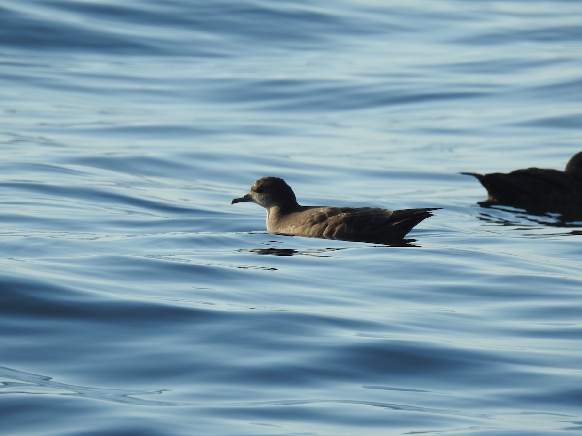 Short-tailed Shearwater - ML640935453