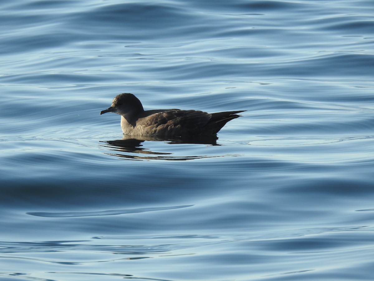 Short-tailed Shearwater - ML640935462