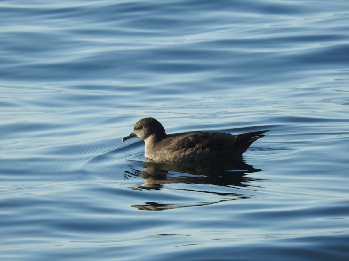 Short-tailed Shearwater - ML640935471