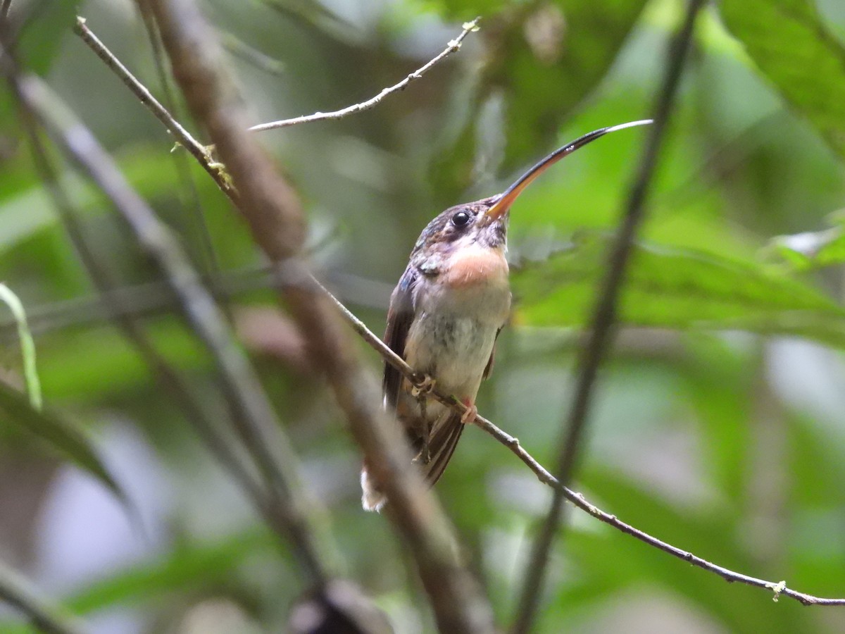 Band-tailed Barbthroat - ML640935474