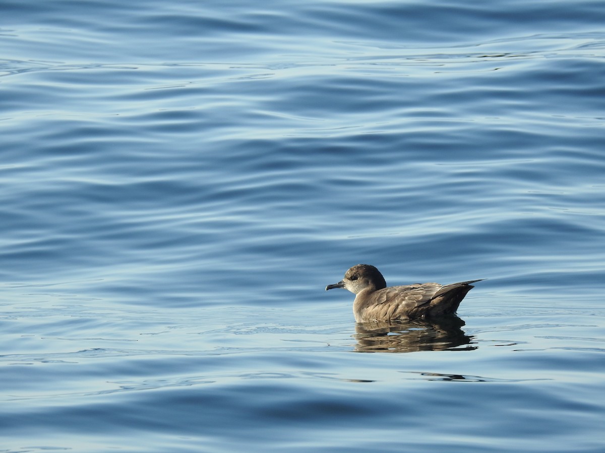 Short-tailed Shearwater - ML640935502