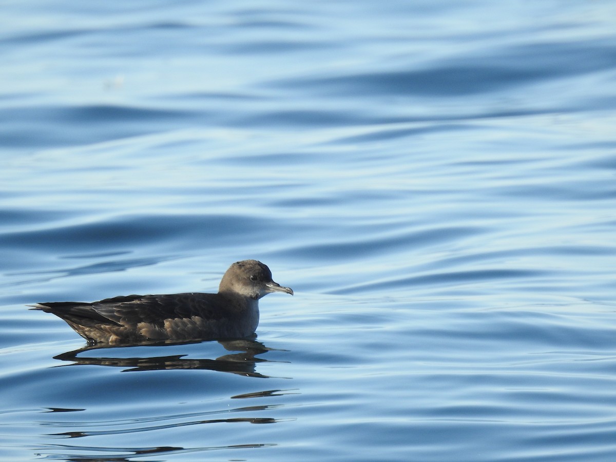 Short-tailed Shearwater - ML640935511