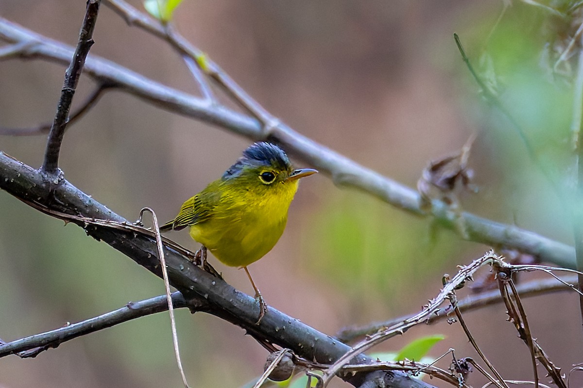 Gray-crowned Warbler - ML640935526