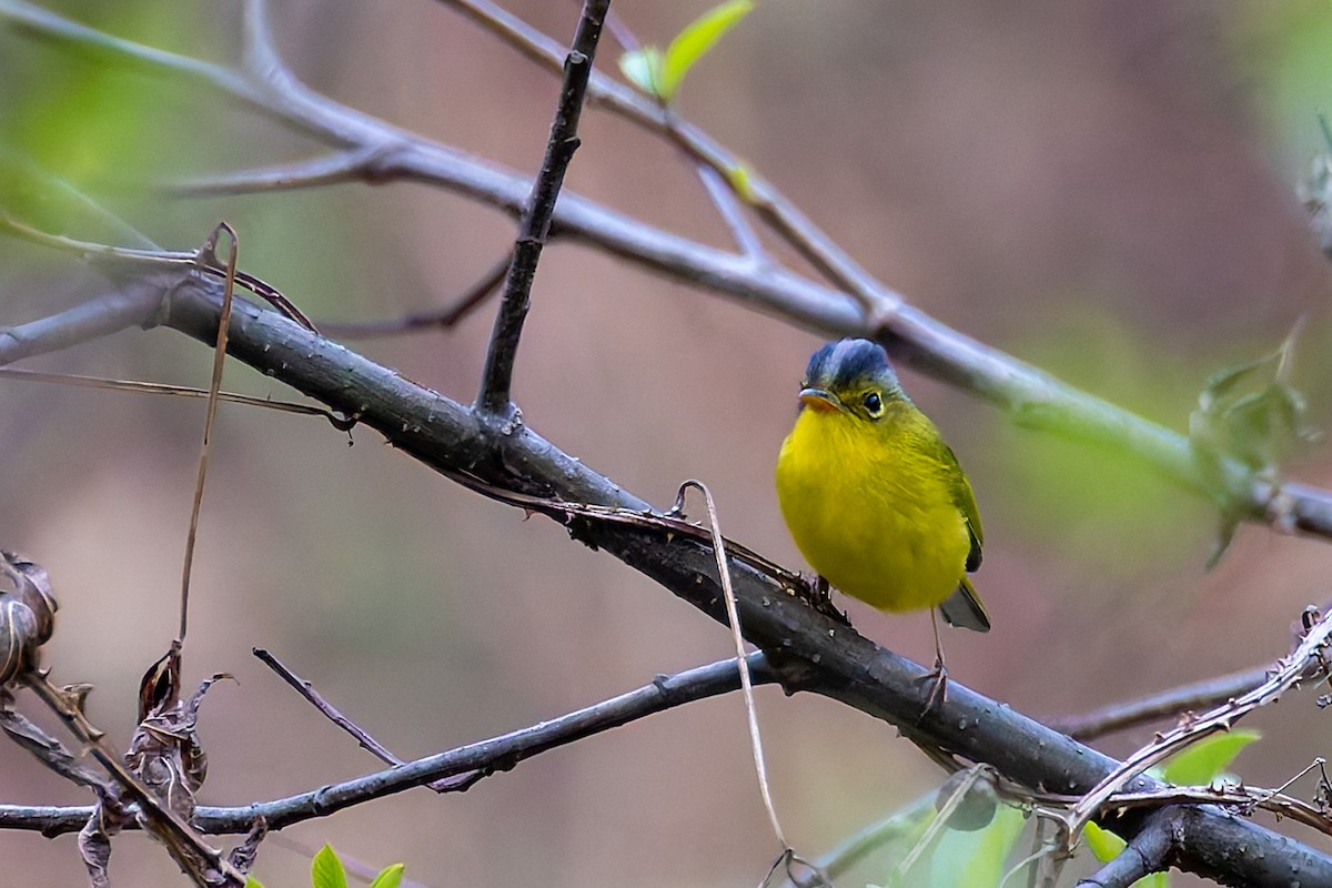 Gray-crowned Warbler - ML640935528