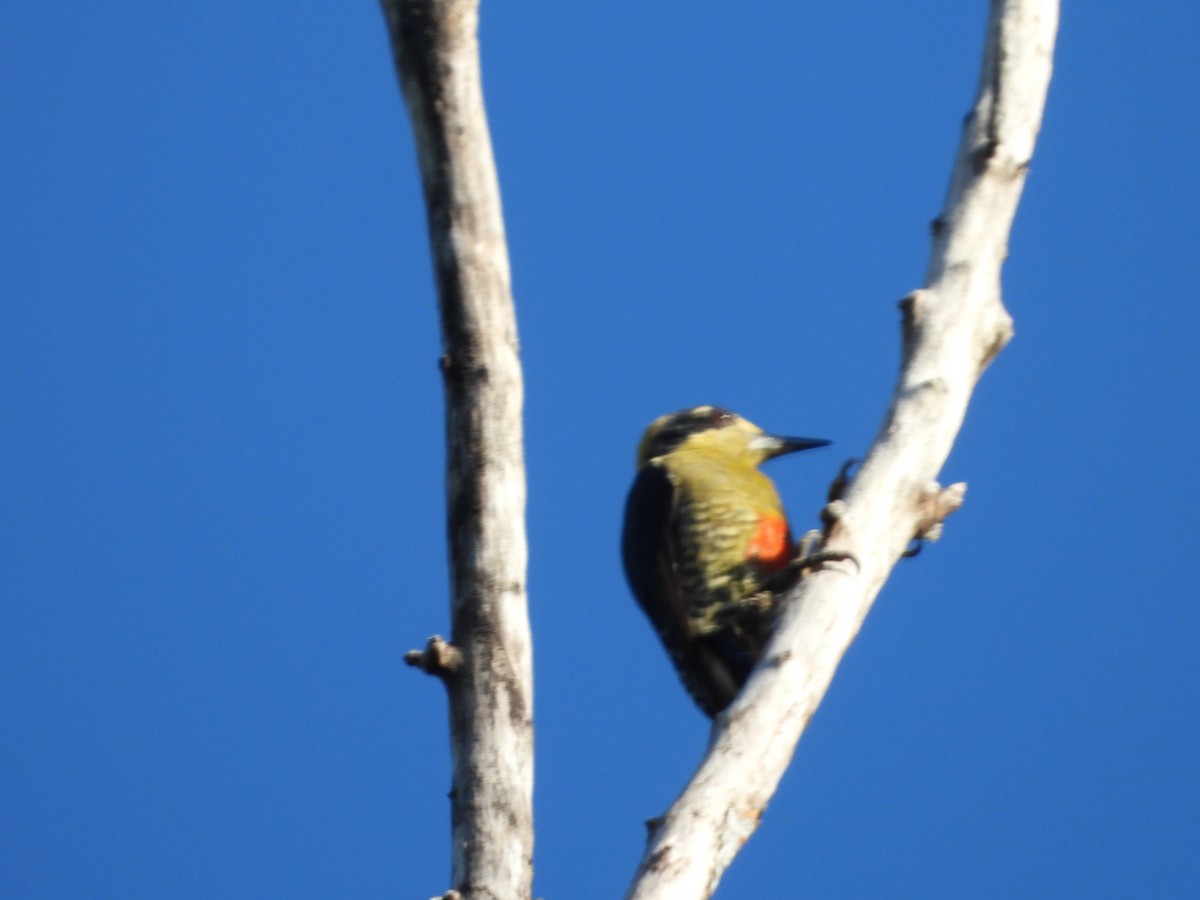 Golden-naped Woodpecker - ML640935548
