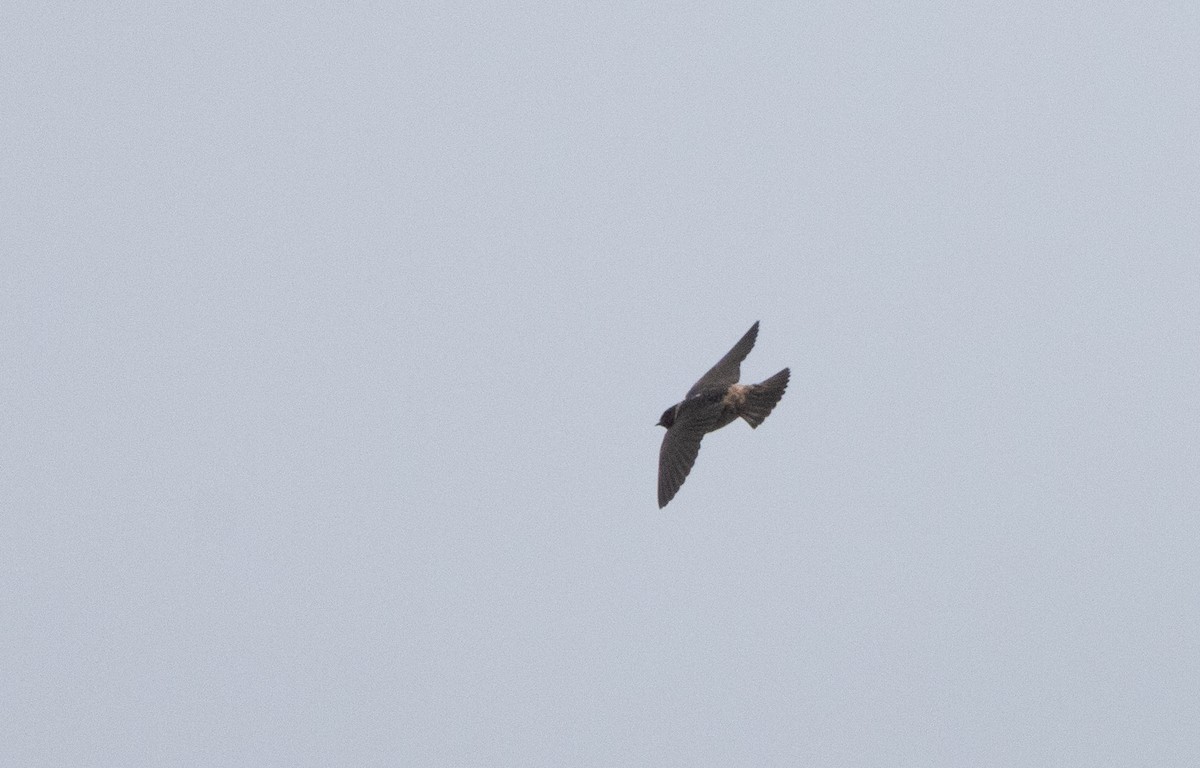 Cliff Swallow (pyrrhonota Group) - ML640935560