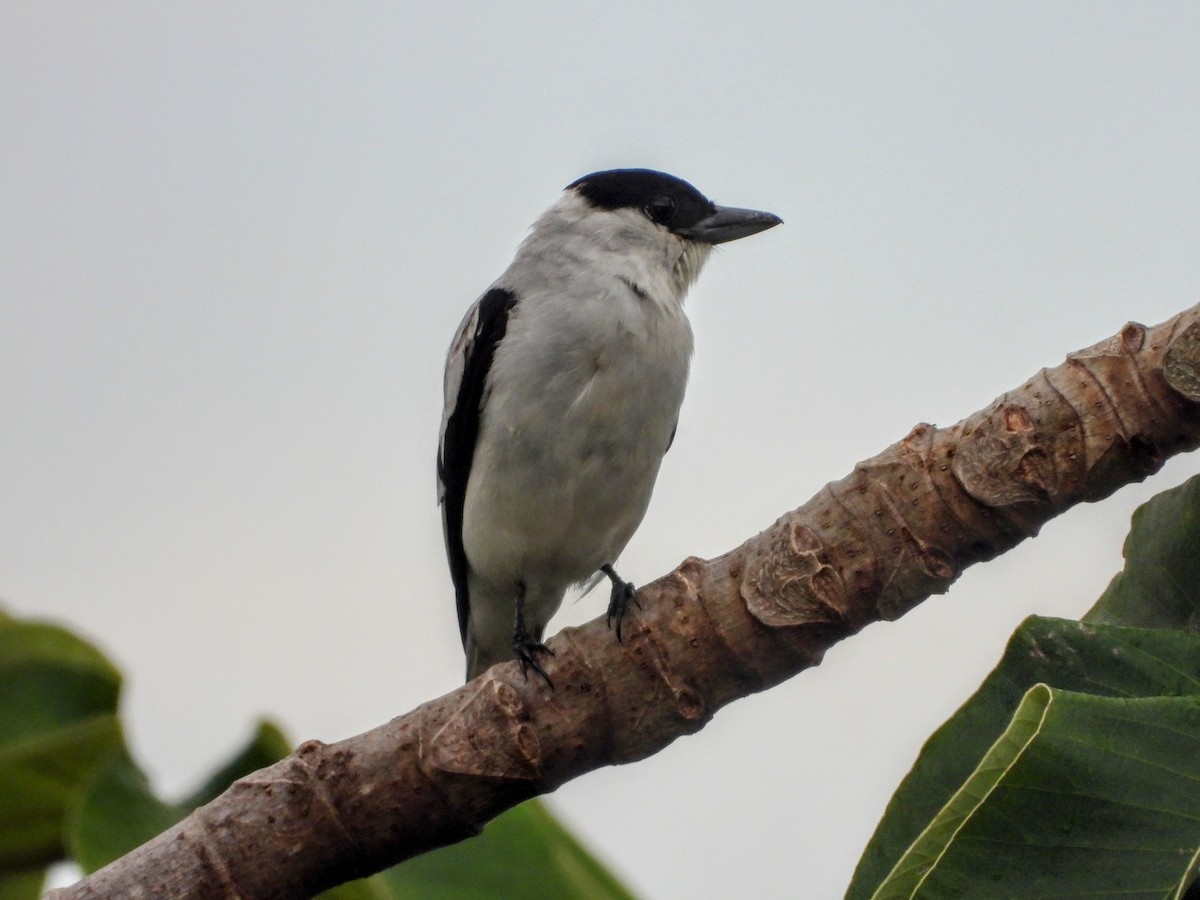 svartkronetityra - ML640935600