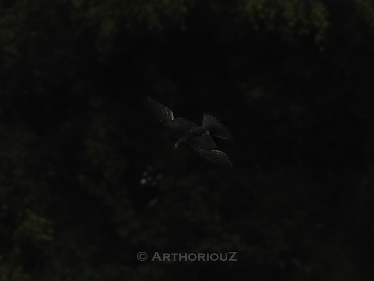 Caribbean Martin - ML640935625