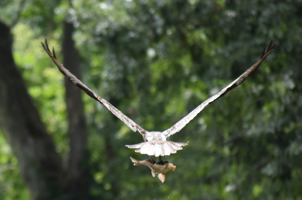 Osprey - ML640935740