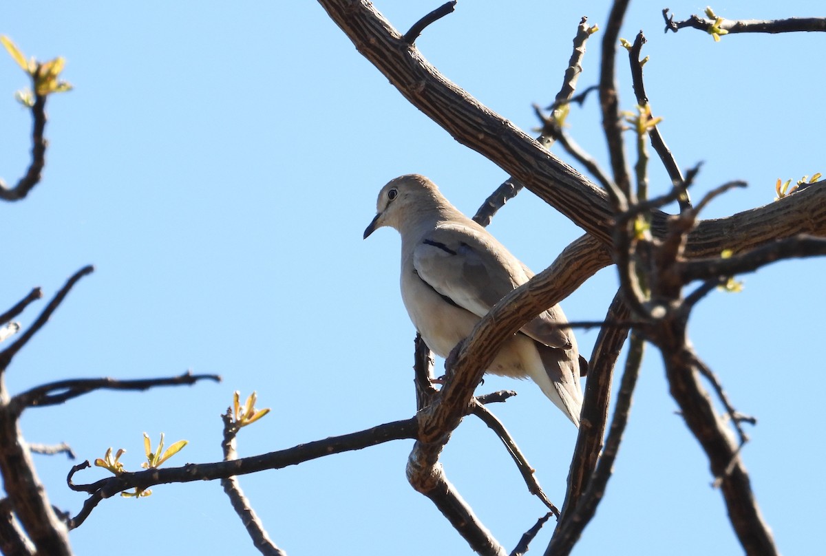 holoubek pikui - ML640935755