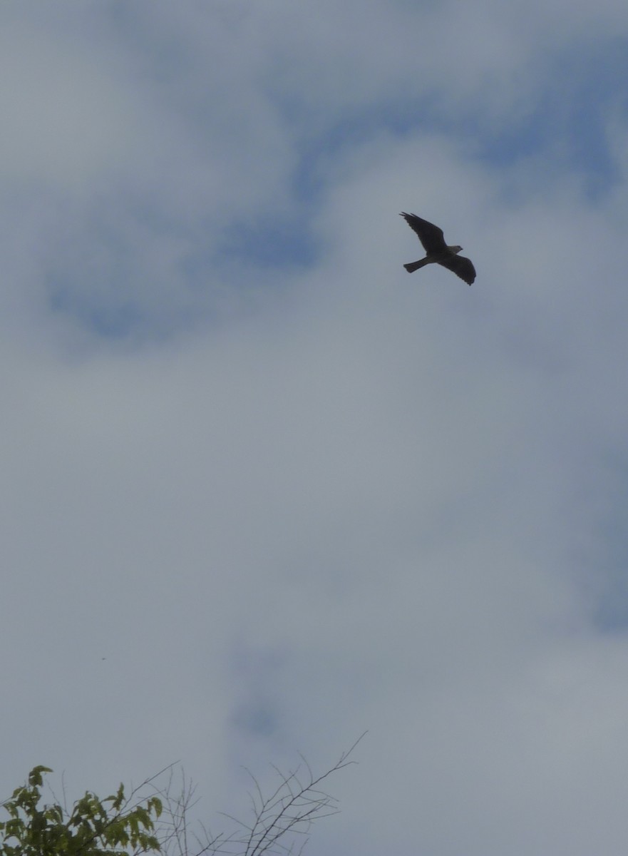 Mississippi Kite - ML640935798
