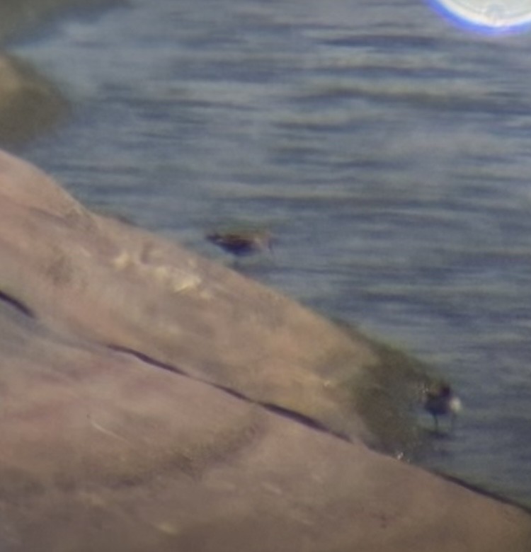 Baird's Sandpiper - ML640935805