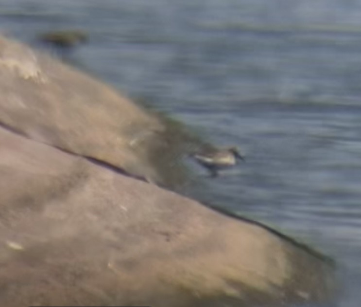 Baird's Sandpiper - ML640935806