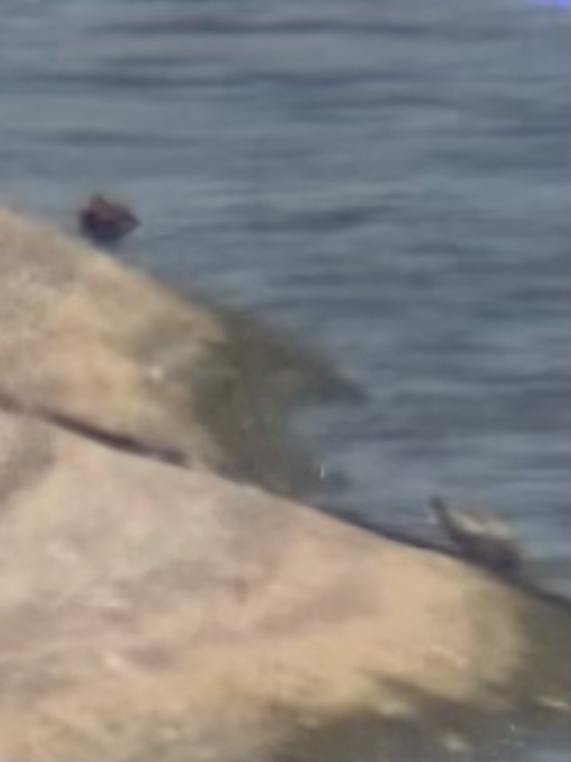 Baird's Sandpiper - ML640935807