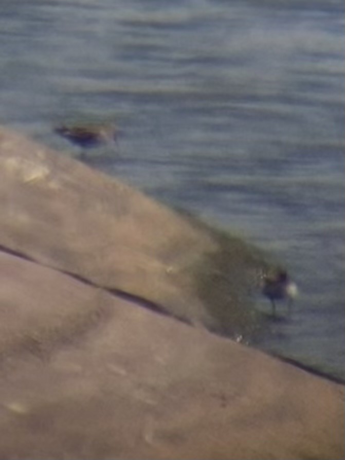 Baird's Sandpiper - ML640935808