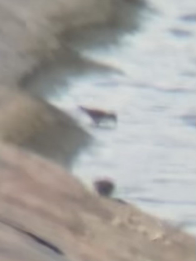 Baird's Sandpiper - ML640935809