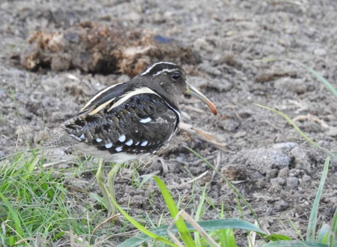 South American Painted-Snipe - ML640935822