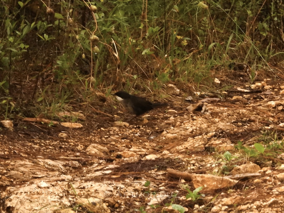 Western Chat-Tanager - ML640935824
