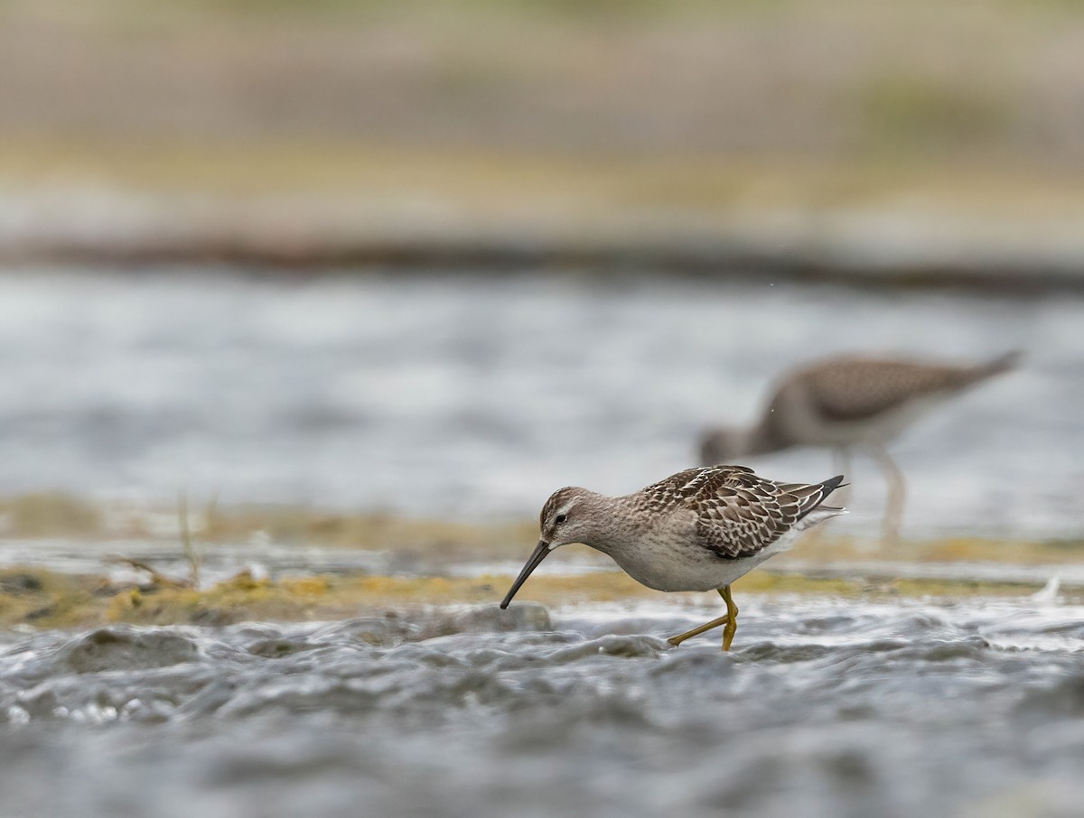 styltesnipe - ML640935832