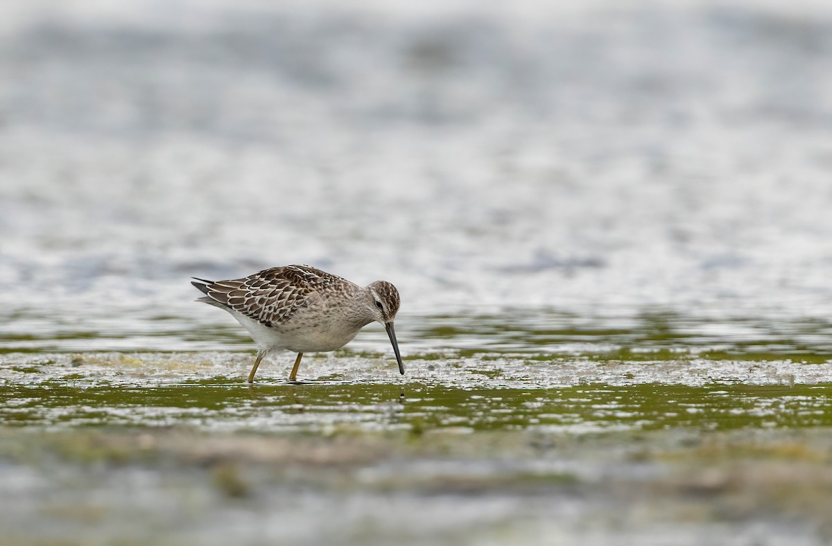 styltesnipe - ML640935833