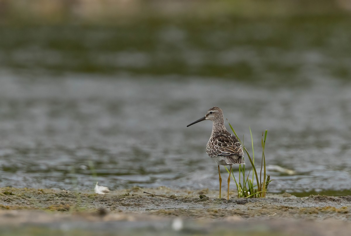 styltesnipe - ML640935835