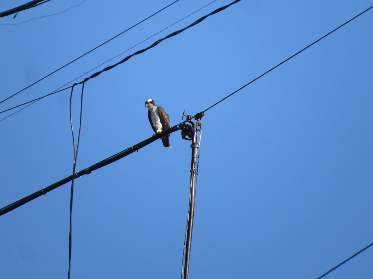 Osprey - ML640935853