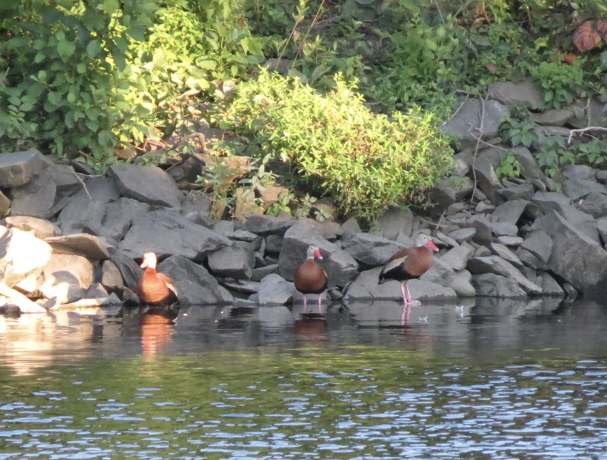 Black-bellied Whistling-Duck - ML640935867