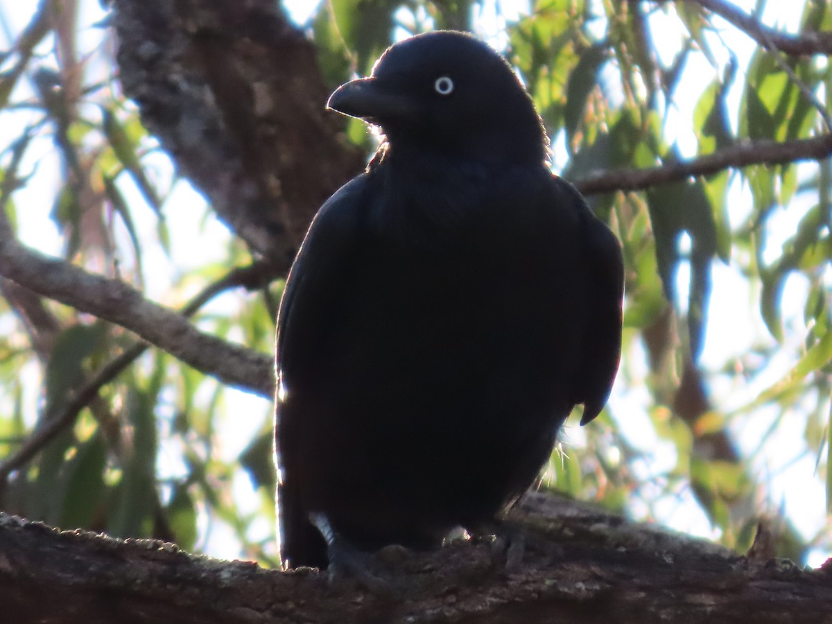 Australian Raven - ML640935883