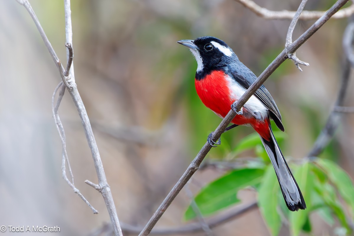 Red-breasted Chat - ML640935952