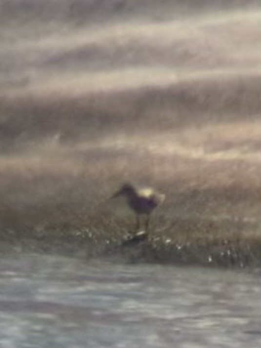 White-rumped Sandpiper - ML640935987