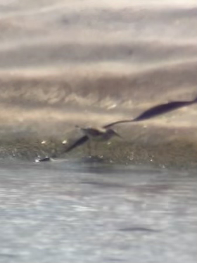White-rumped Sandpiper - ML640935988