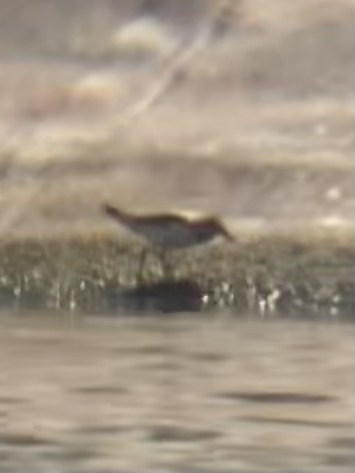 White-rumped Sandpiper - ML640935989