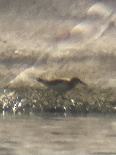 White-rumped Sandpiper - ML640935990