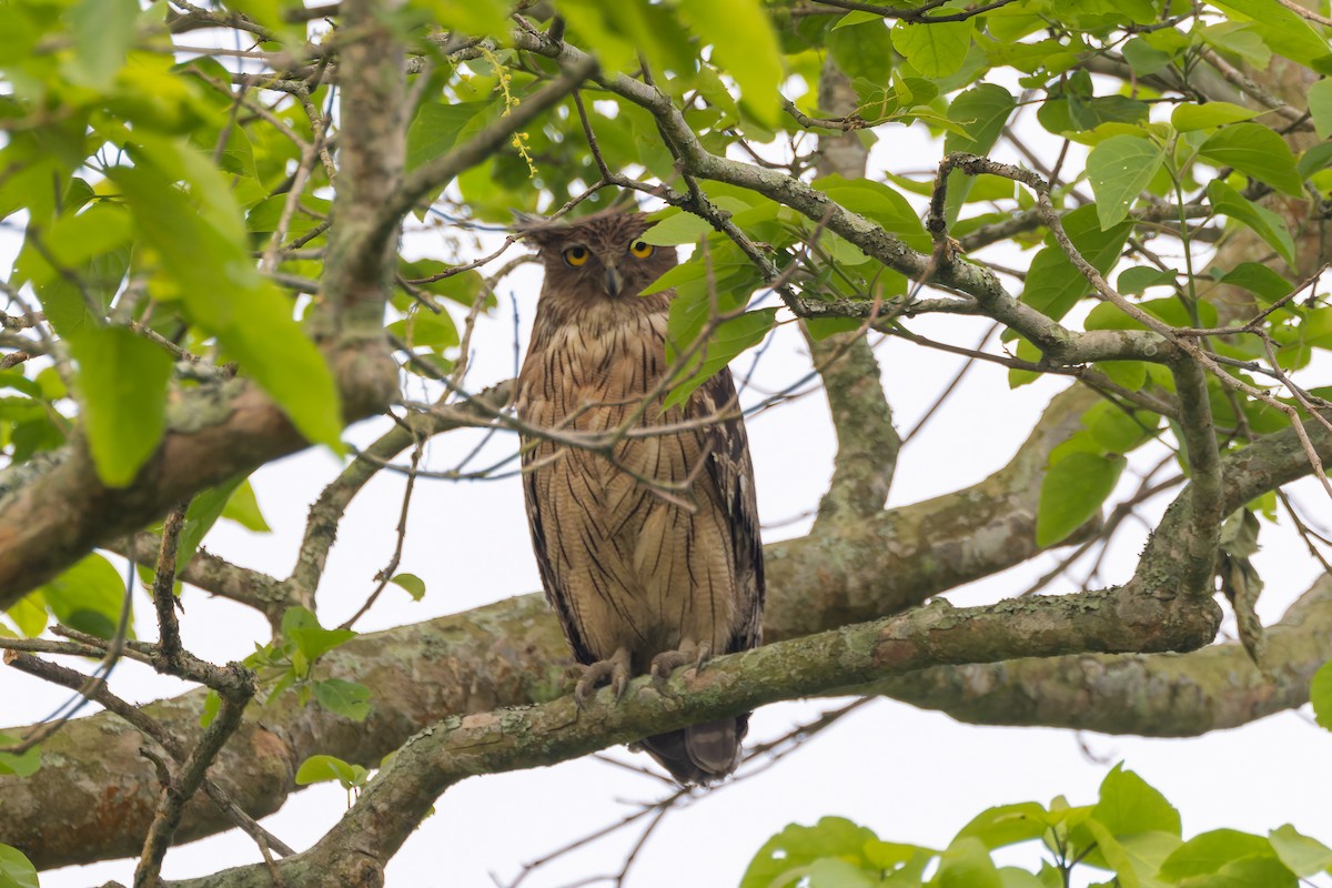 Brown Fish-Owl - ML640936035