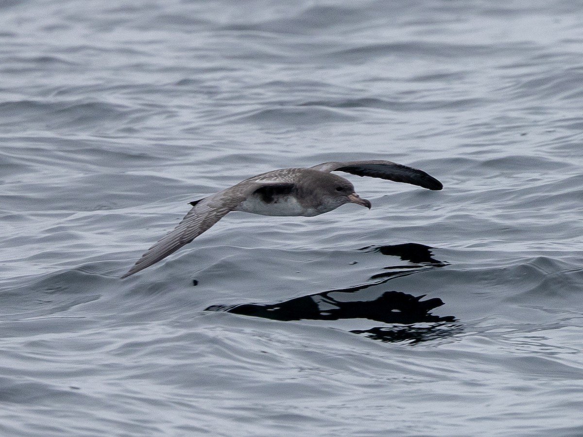 Pink-footed Shearwater - ML640936036