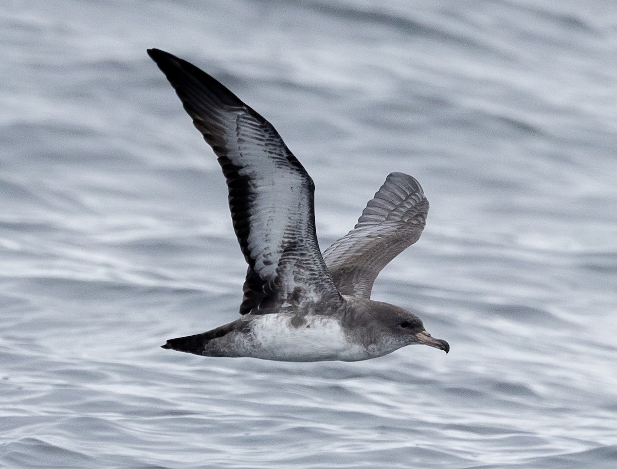Pink-footed Shearwater - ML640936037