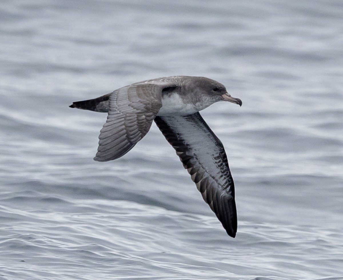 Pink-footed Shearwater - ML640936038
