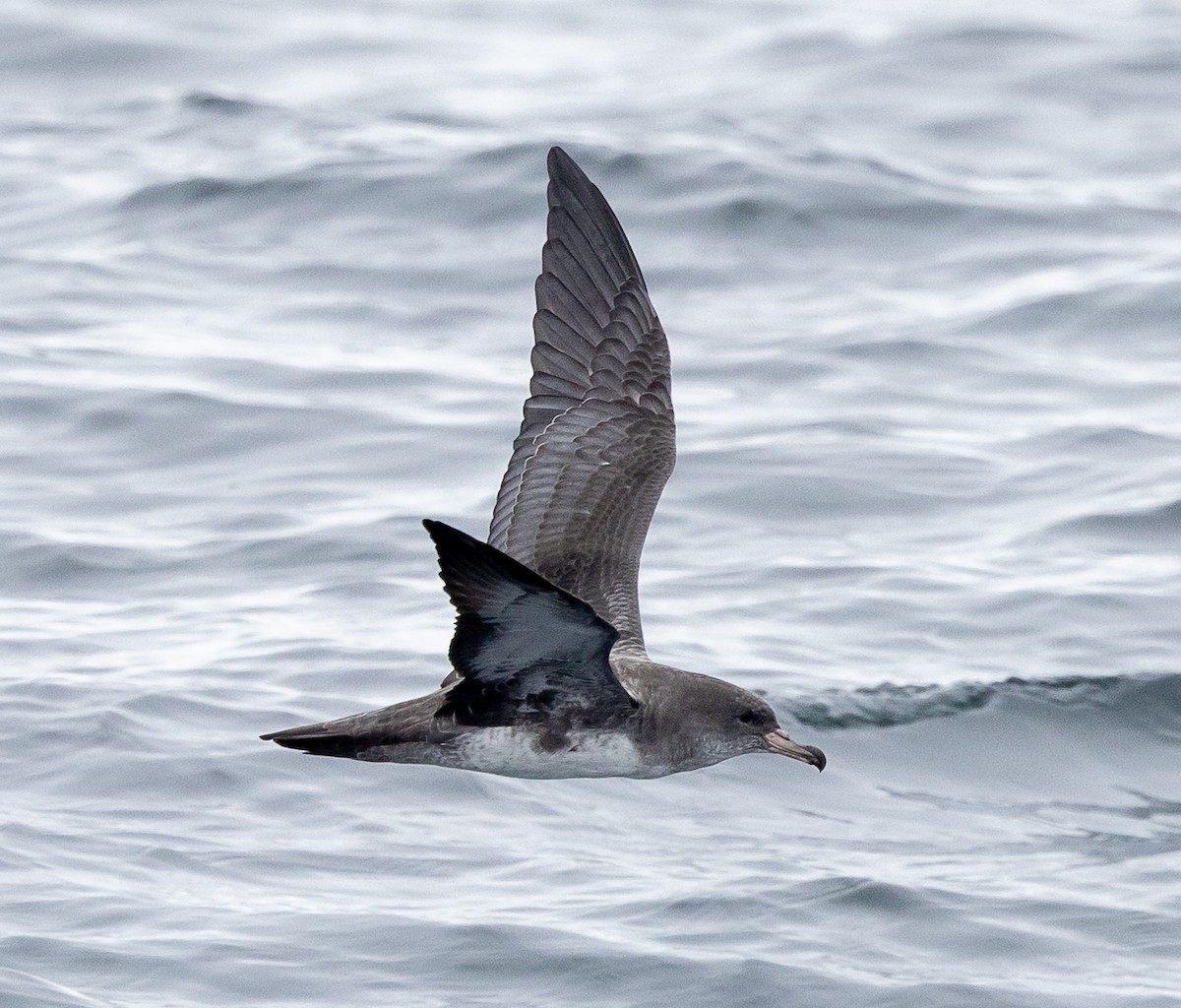 Pink-footed Shearwater - ML640936039