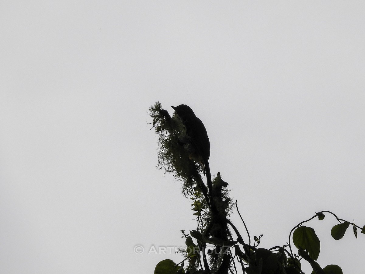 Rufous-throated Solitaire - ML640936041