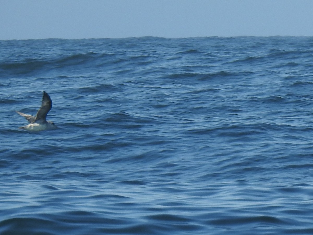 Northern Fulmar - ML640936046