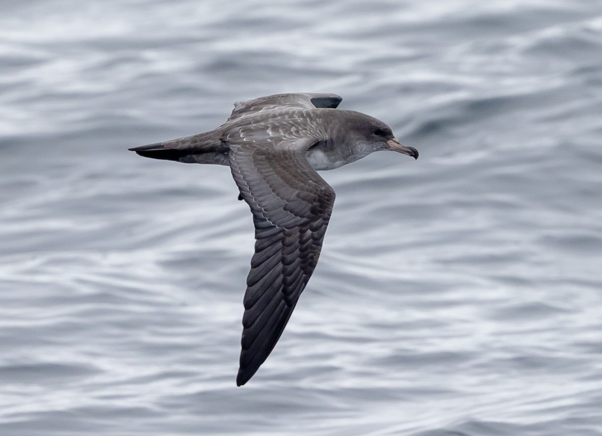 Pink-footed Shearwater - ML640936064