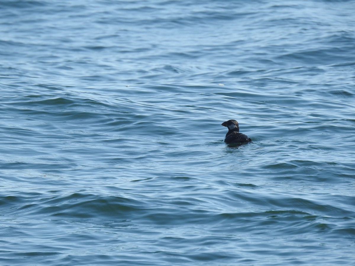 Horned Puffin - ML640936110