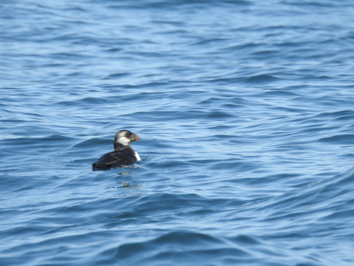 Horned Puffin - ML640936114