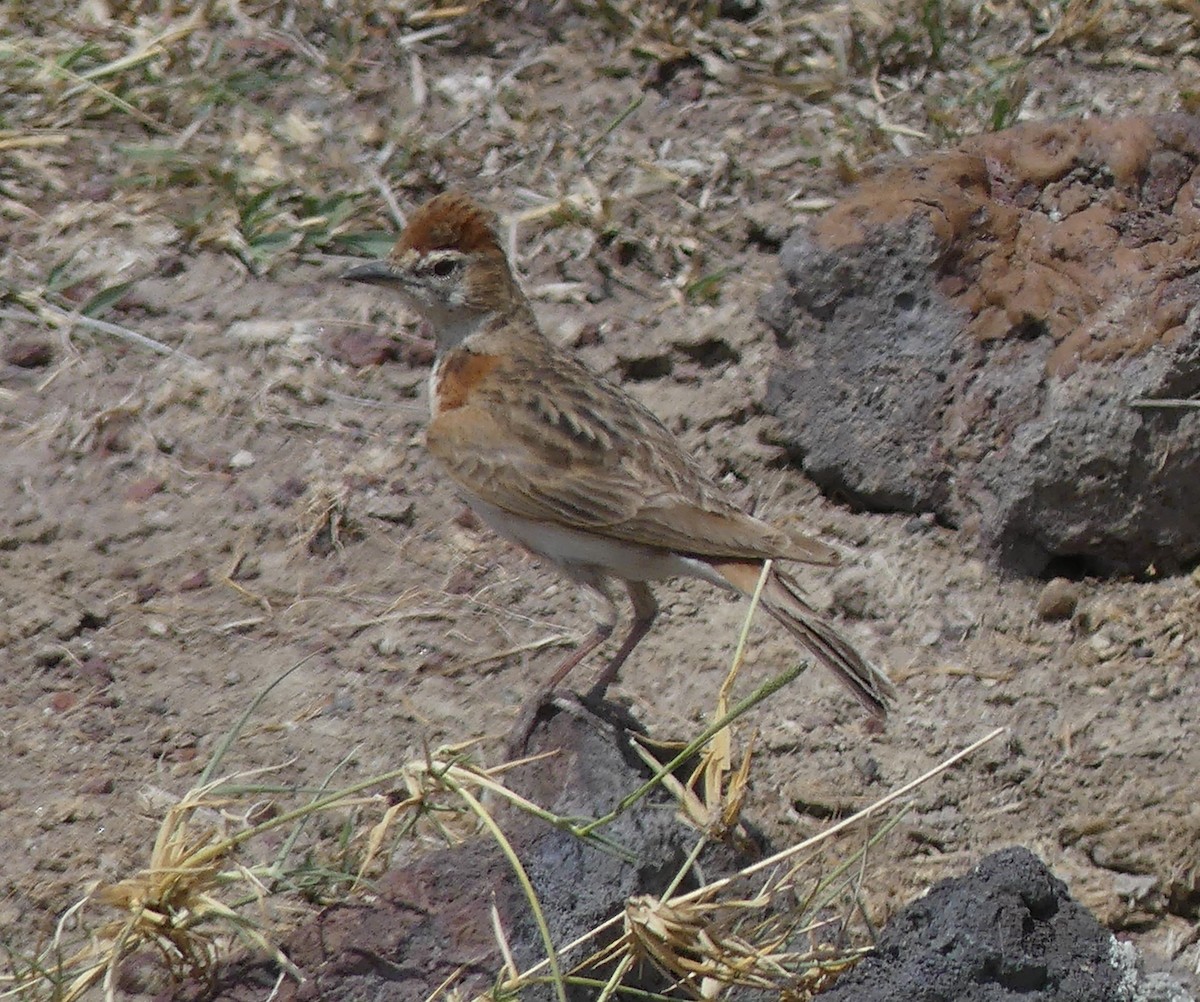 Red-capped Lark - ML640936121
