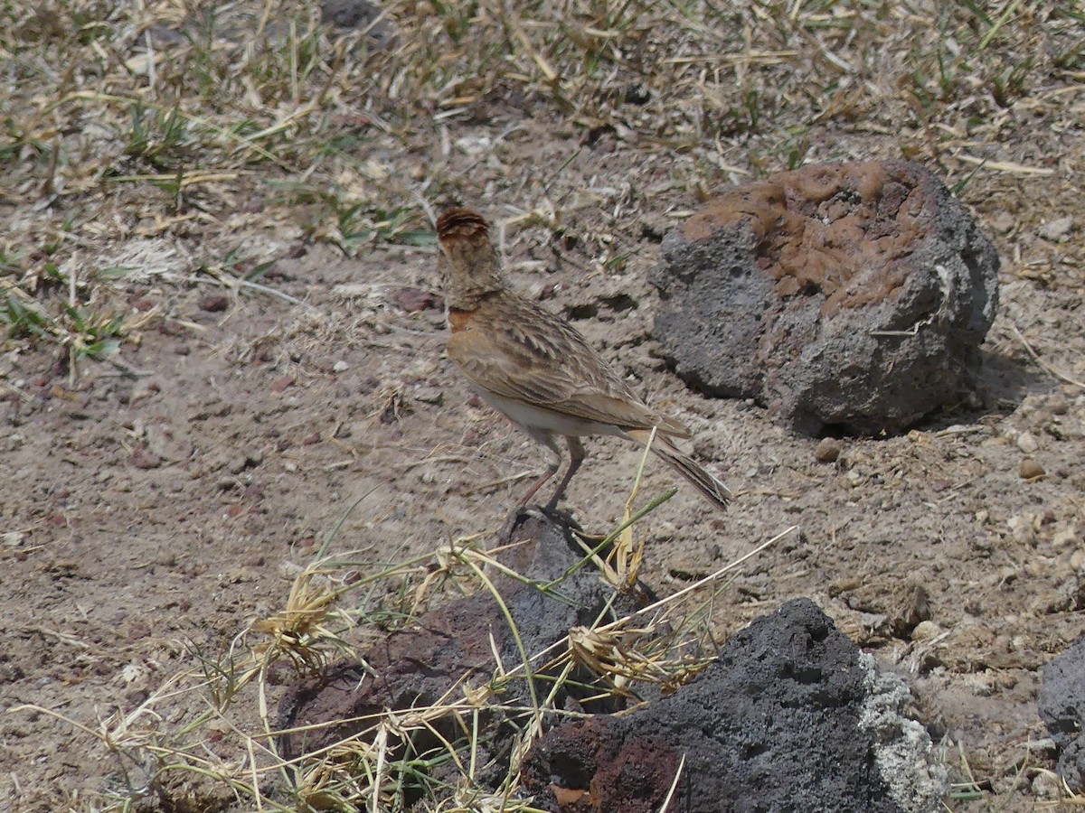 Red-capped Lark - ML640936124