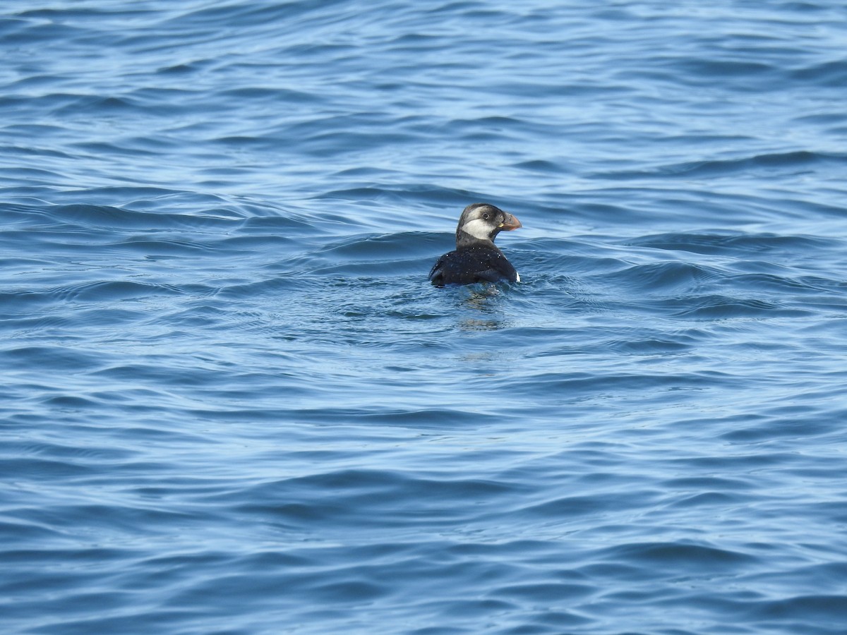 Horned Puffin - ML640936135