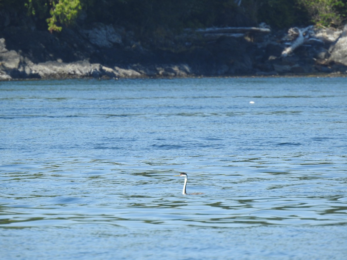 Western Grebe - ML640936154