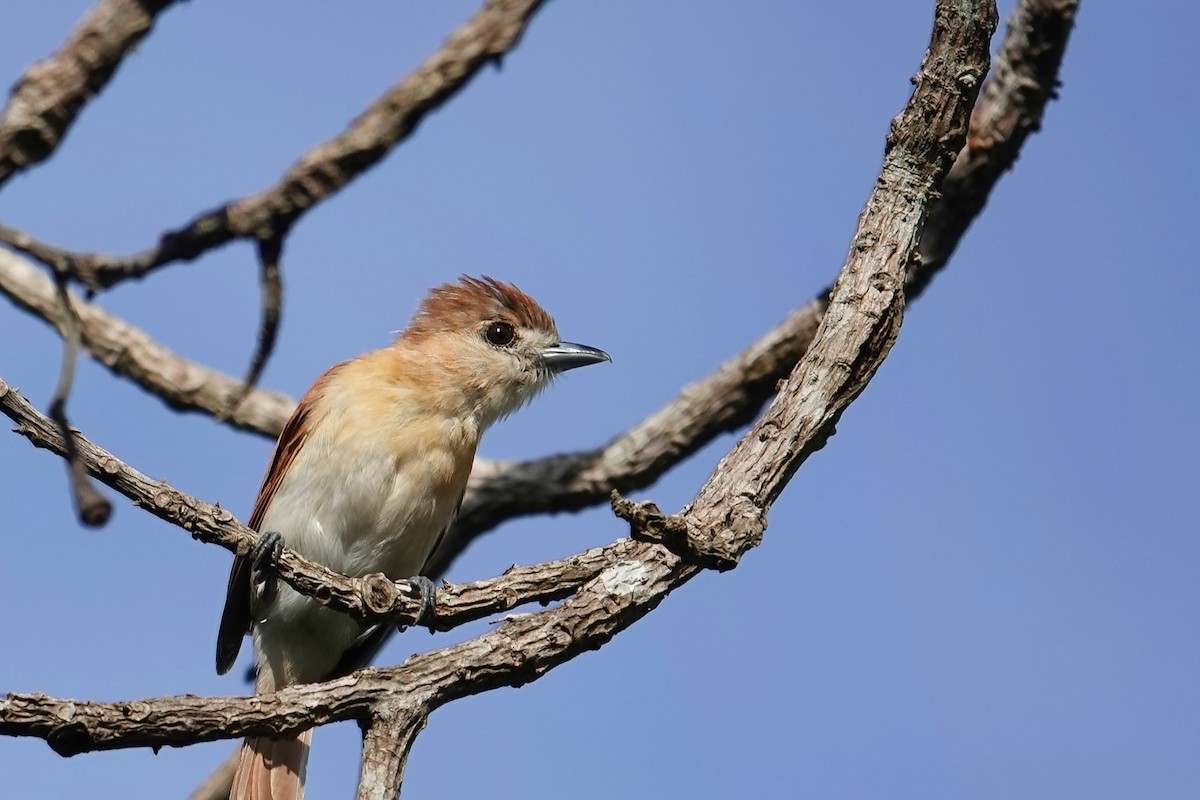 Cinereous Becard - ML640936160