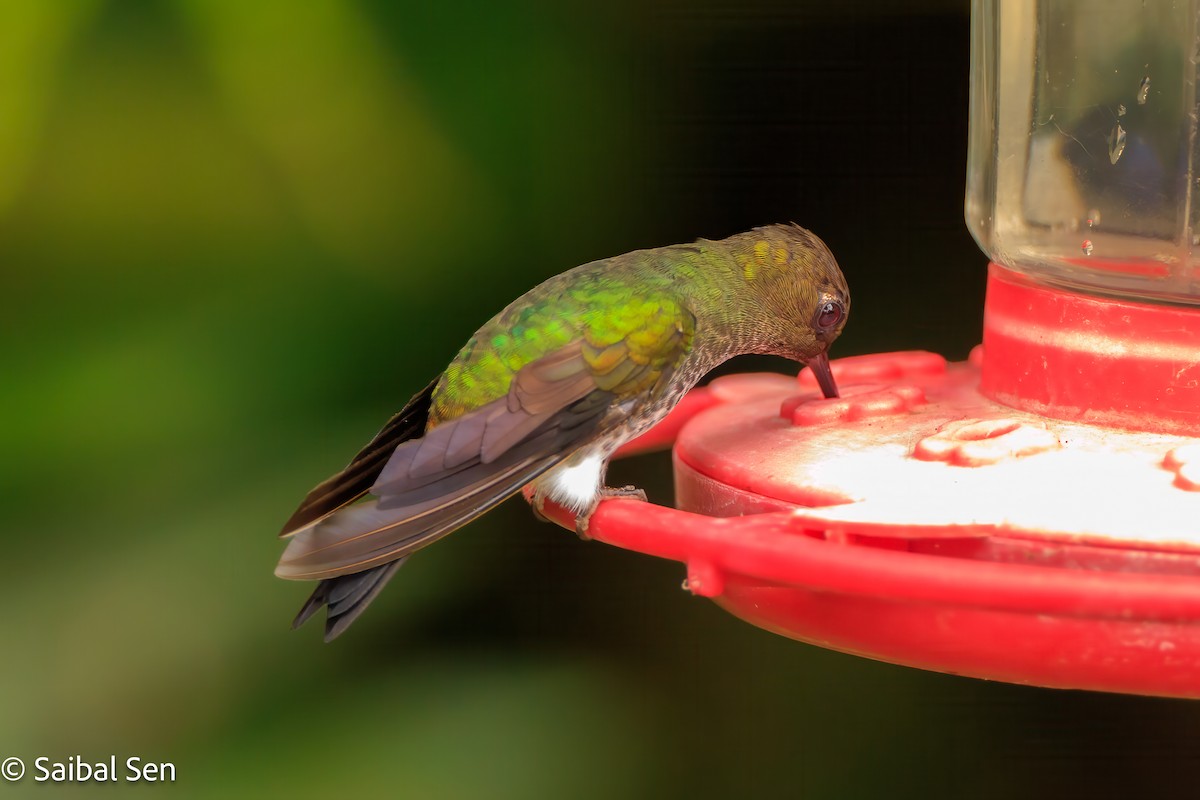 Greenish Puffleg - ML640936232